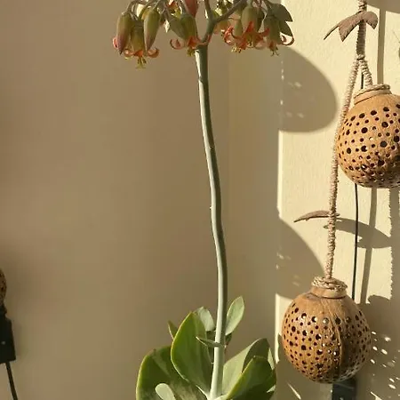 Casa de Férias Salento Casa Il Focolare *